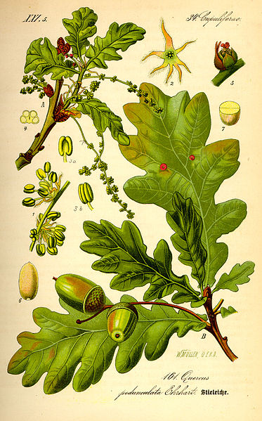 373px-Illustration Quercus robur0